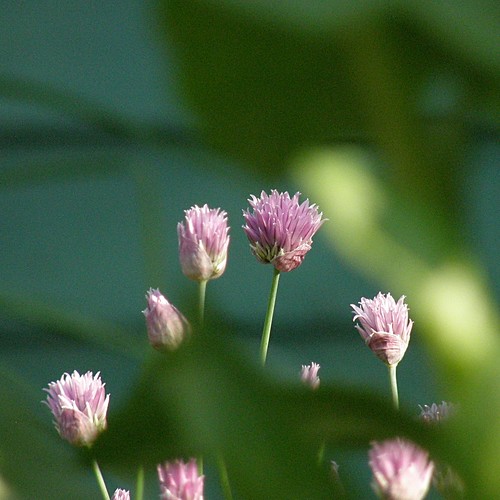 ciboulette en fleur / blooming chive ©  OliBac