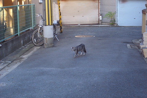Today's Cat@20091031