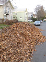 leaves we raked at apt bldg