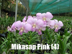 Mikasap pink (4)