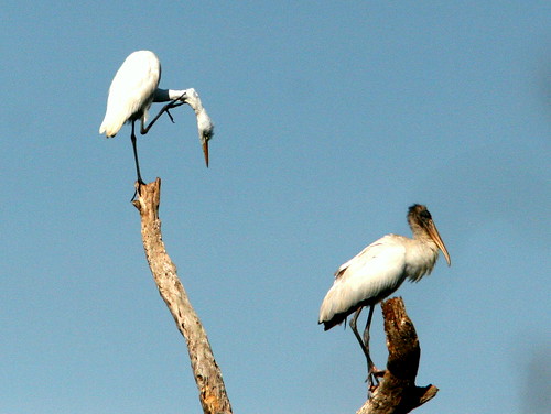 Egret and Stork 20100108