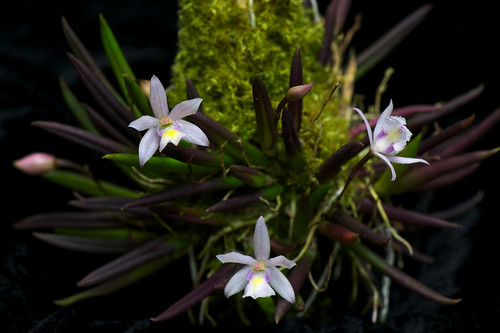 Grown in my Orchidarium
