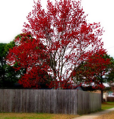 the red tree