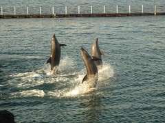 dolphin show
