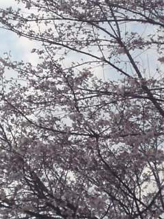 近所の桜も咲いてきた♪