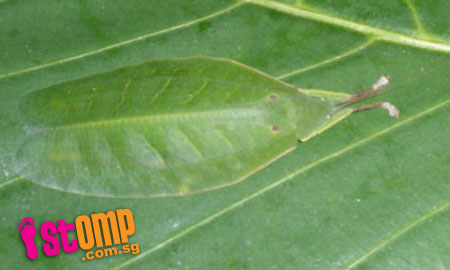  Mysterious leaf insect camouflages itself on plant