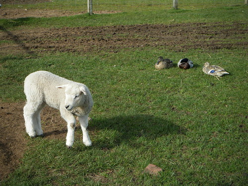 Lamb and ducks