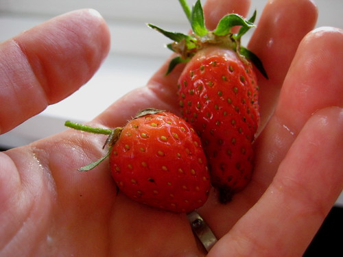 first strawberries
