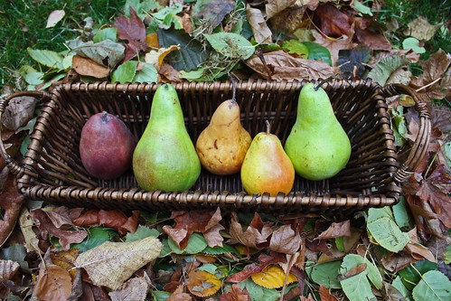 pears on leaves