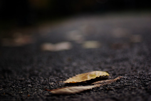 A leaf on the hamilton walk, University of Pennsylvania