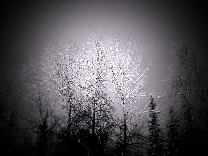 IPhone-Winter Trees
