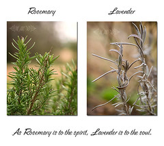 As Rosemary is to the spirit, Lavender is to the soul. 21/365