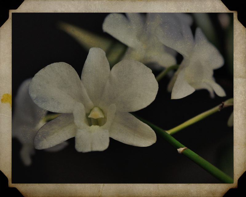 Aged Orchid