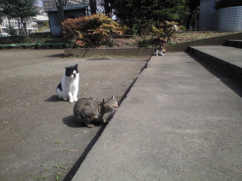 桐ヶ丘公園の猫