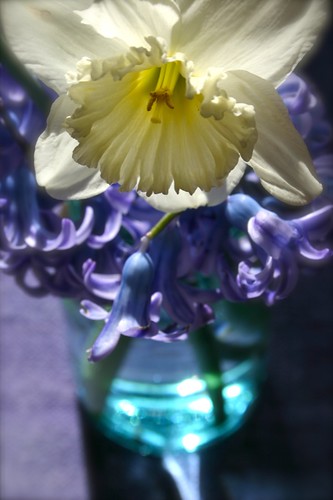springtime hyacinths and daffodil