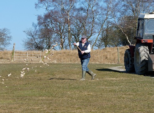 12084 - Feeding the Kites at Gigrin Farm