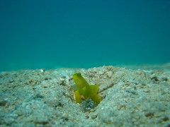 Yellow Shrimpgoby and a Shrimp