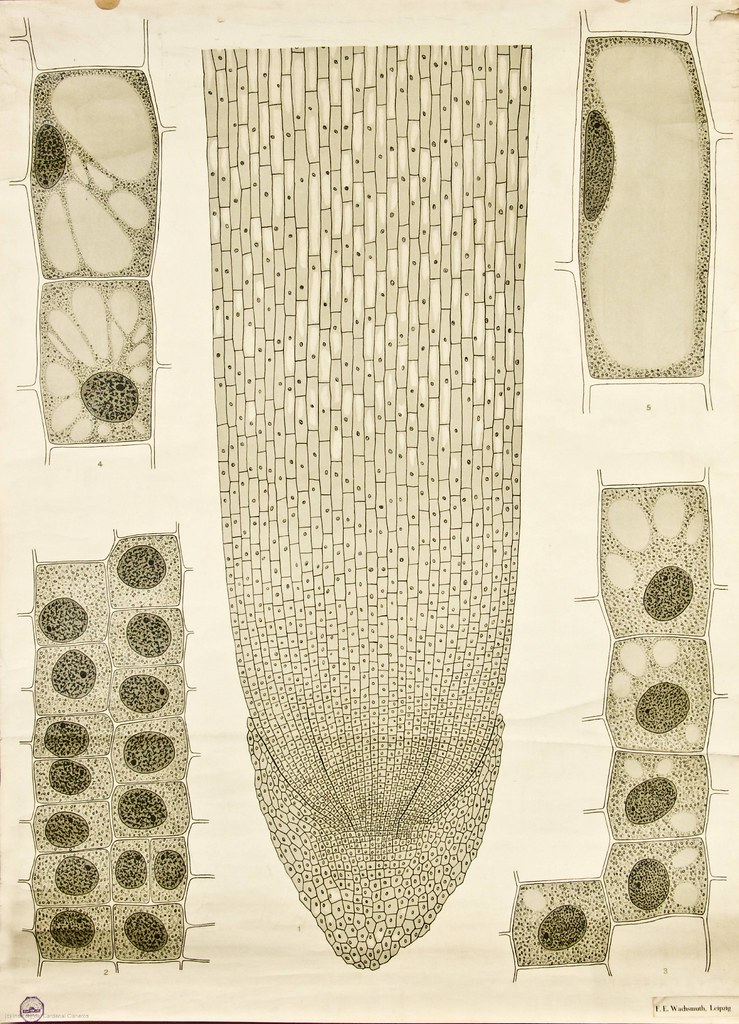 Cell growth -- Anatomia Vegetal 1929, pub. by FE Wachsmuth