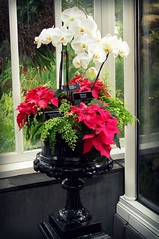 orchids as holiday decor