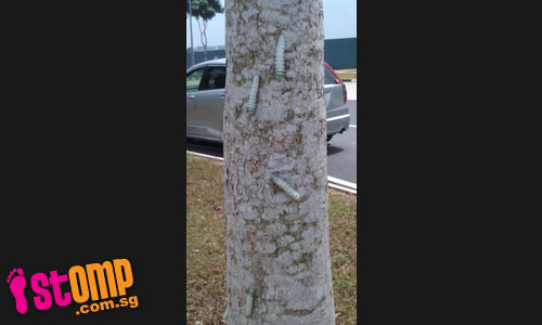  Huge caterpillars seen crawling all over tree at Tampines