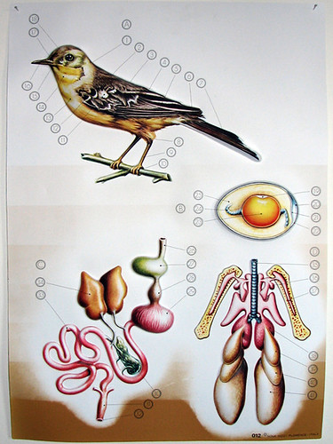 Bird Anatomy Poster
