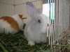 Guinea Pig and Rabbit 