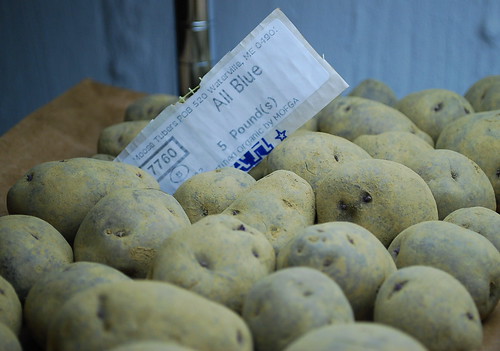 All Blue Seed Potatoes