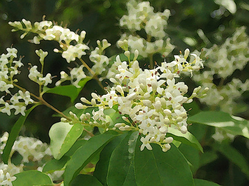 Trachelospermum jasminoides (Tuscan Jasmine)