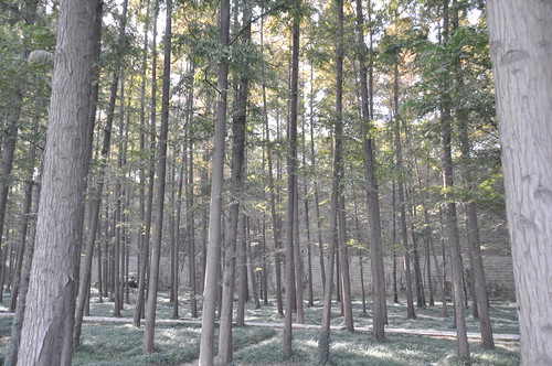 Forest and wall in Nanjing