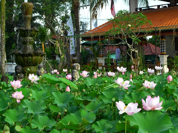 Lotus Pond Ubud
