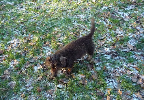 miniature dachshund Hampstead Heath NY09/10