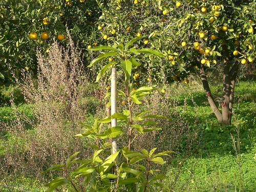 mango tree fournes hania chania