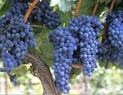 Se espera una excelente cosecha para el sector vitivinícola