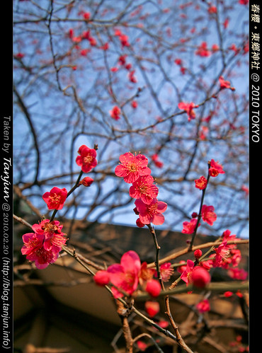 春櫻。東鄉神社 @ 2010 TOKYO