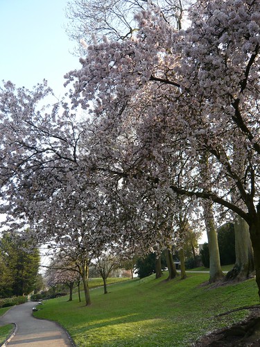 公園裡頭的櫻花樹