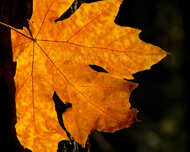 Backlit Big Leaf Maple