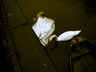 Cisne en canal / Swan in canal