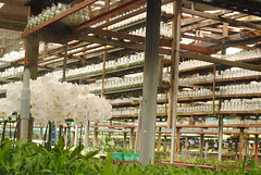 Orchid Nursery Section (View 4)