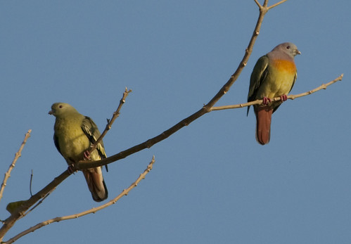 Pink-Necked Green Pigeon by you.