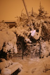 snow garden by night