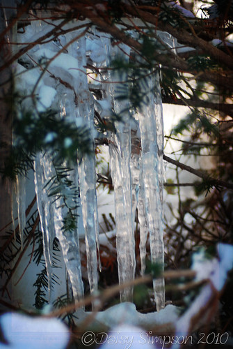 145 icicles in tree