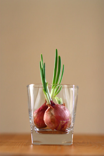 shallot sprout