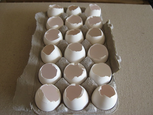 Eggshell seedlings (3)