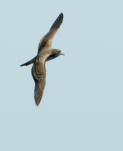 Wedge-Tailed Shearwater