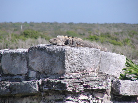 Iguana at Tulum ruins