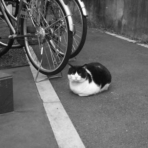 Today's Cat@2010-01-07
