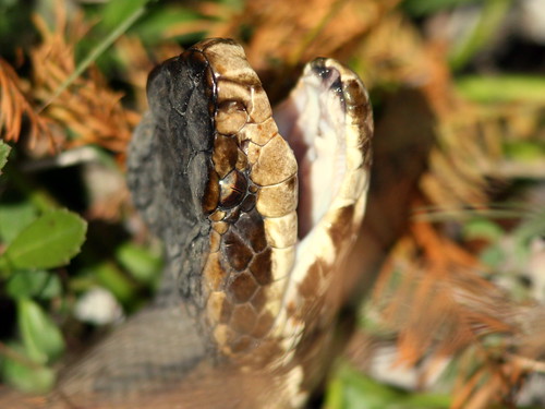 Cottonmouth Moccasin