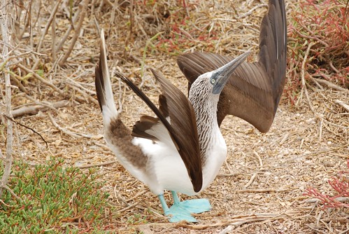 Galapagos blue-footed booby's courtship dance