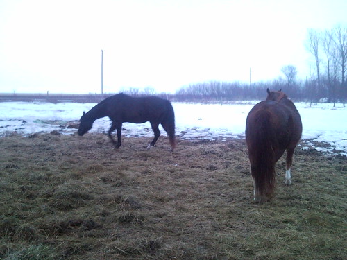 Cody is feeling bossy lately and chased Axel away from the hay.