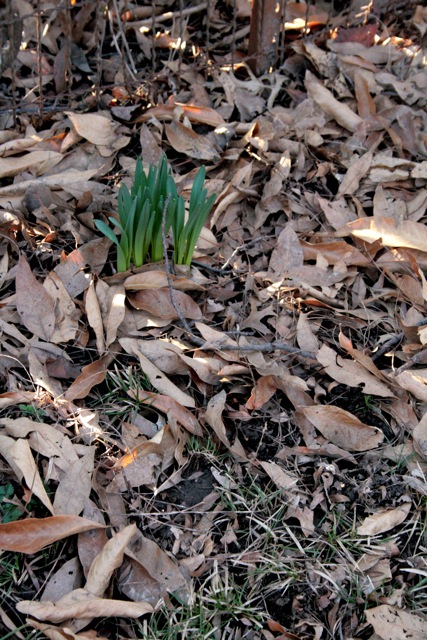 Daffodils, March 2010